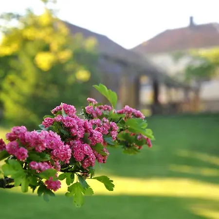 Djuric Pensión Negotin